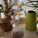 Potted Orchid